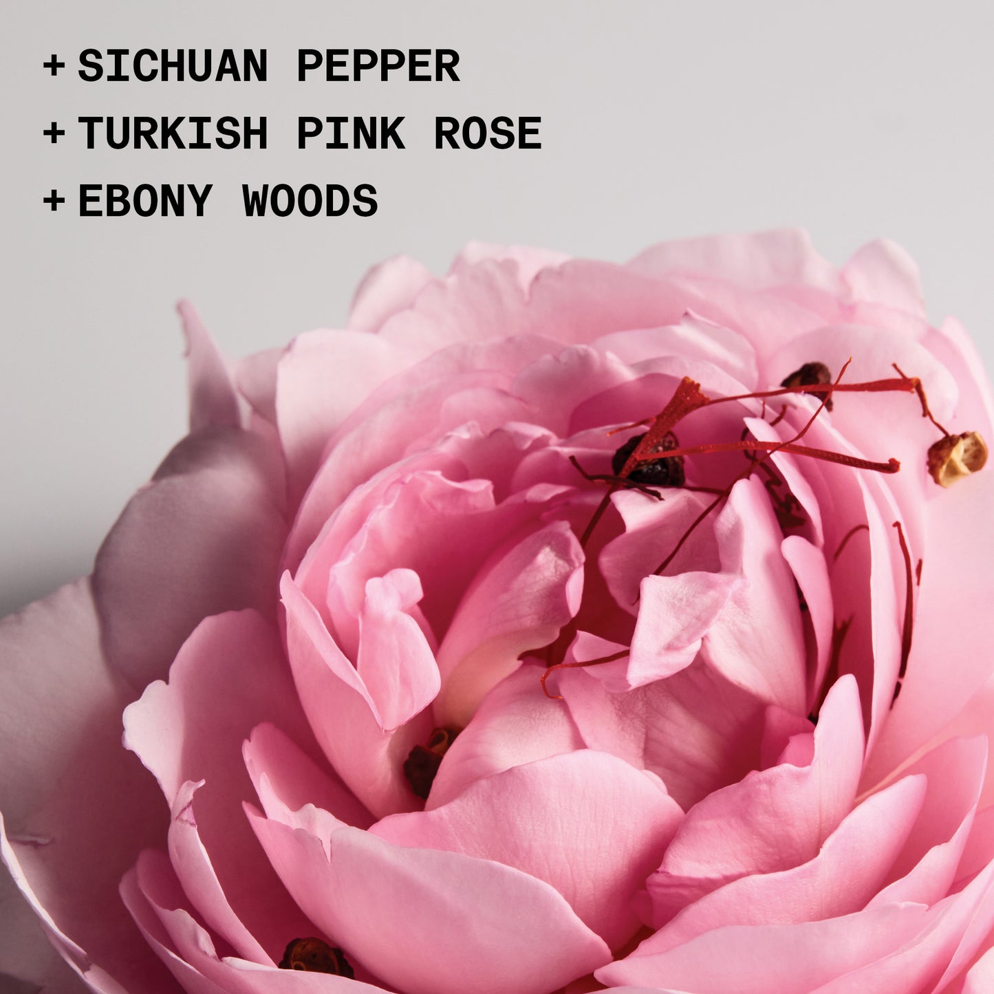 Rose Ingredient Notes: Sichuan Pepper, Turkish Pink Rose, Ebony Woods.
